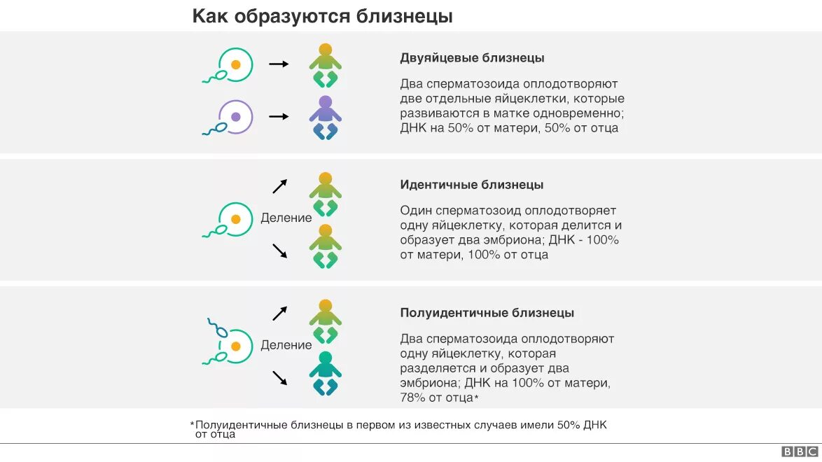 Как получаются близнецы и двойняшки. Как образуются близнецы. как получаются близнецы. как появляются двойняшки.