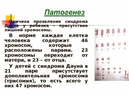 Хромосомы у зародыша
