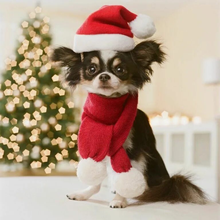 Новогодний щенок. Новогодняя собака. Собака в новогодней шапочке. Собака в шапке Деда Мороза.