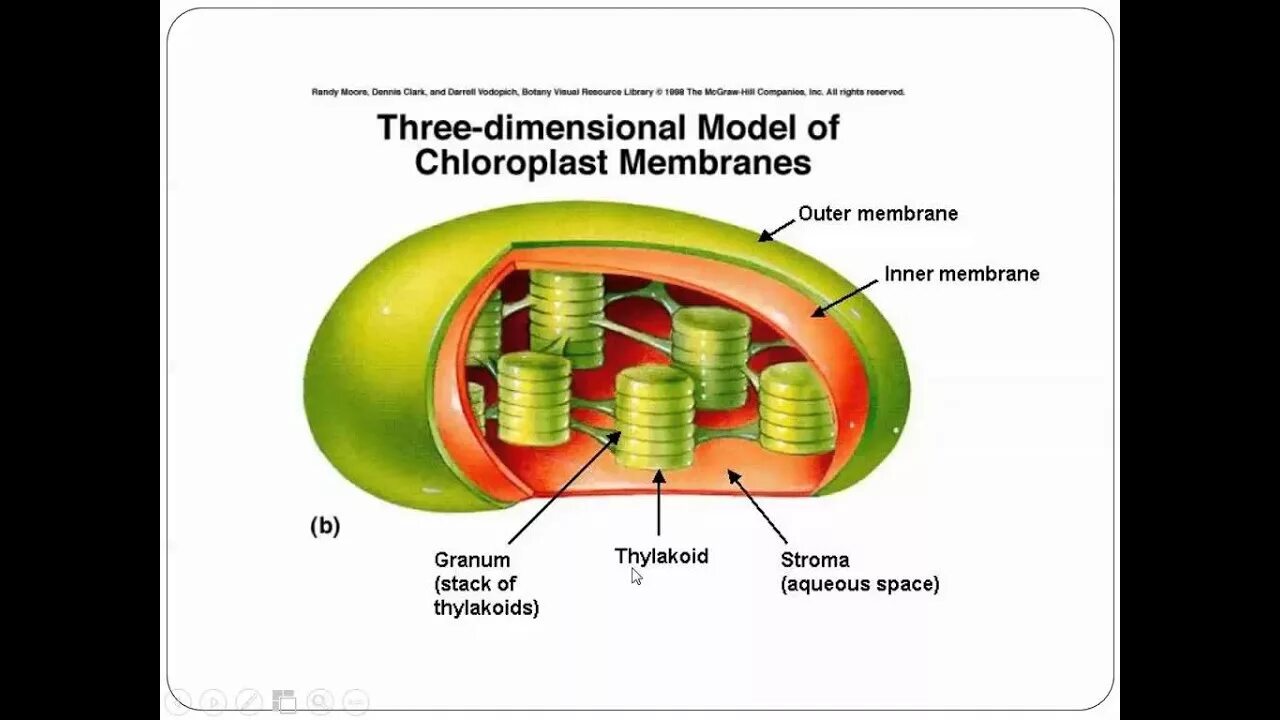 Строма хлоропласта фотосинтез. Chloroplast structure. Фотосинтез в хлоропластах. Строение хлоропласта кратко. Уровень организации хлоропласта