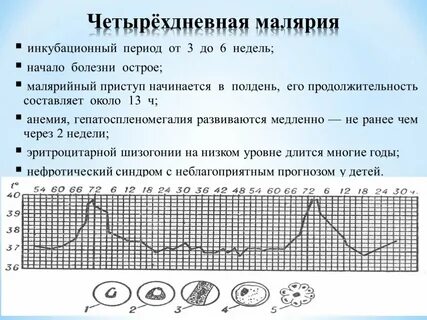 Лихорадка при малярии