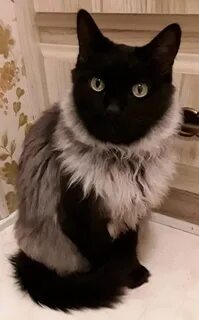 Кот будто