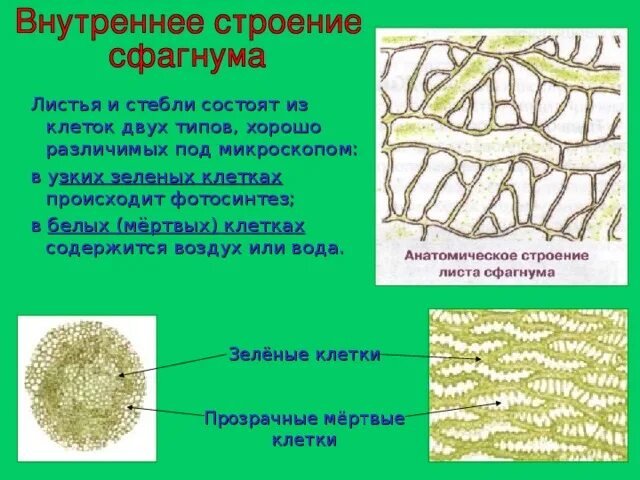 Строение листа сфагнума под микроскопом. Внутреннее строение листа сфагнума. Строение листьев сфагнума. Анатомическое строение листьев сфагнума. Из каких исходных клеток образуются листья мха