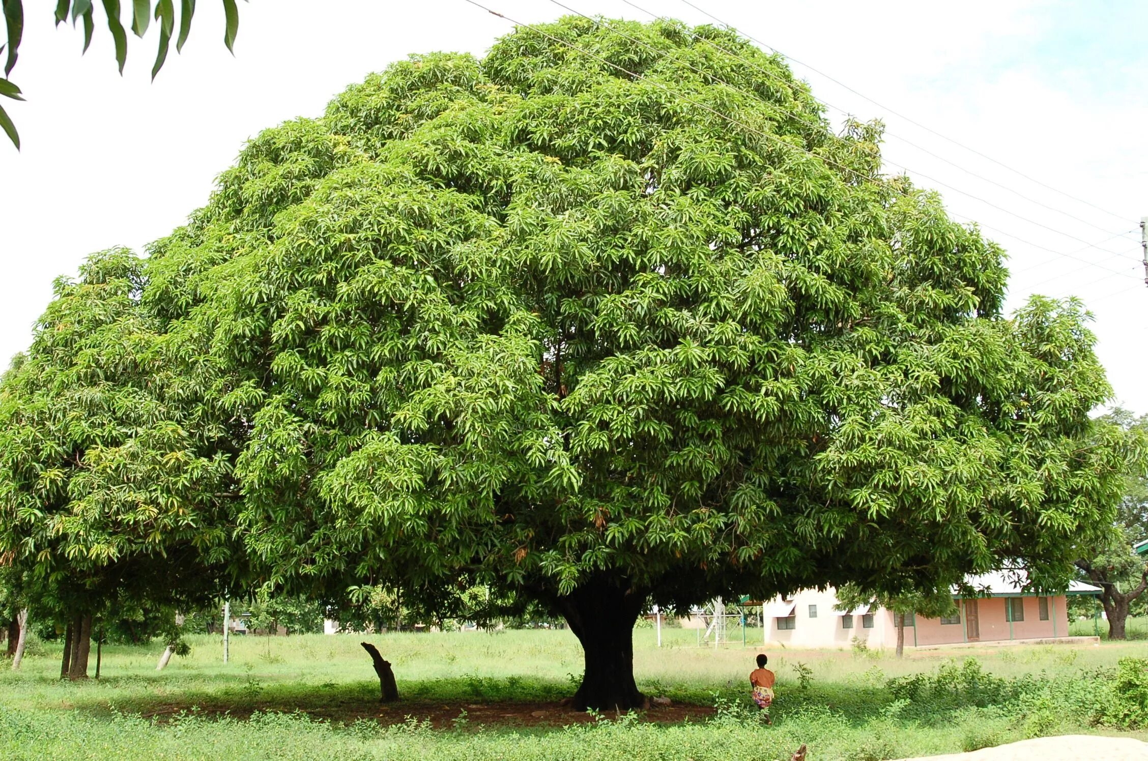 Манго дерево цветет. Манго дерево в дикой природе. Манго дерево куст. Манго огромное дерево. Манговое дерево в Тайланде.