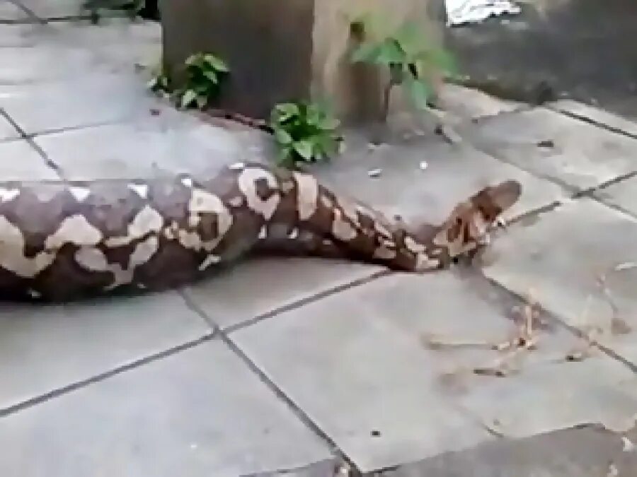 Сетчатый питон морфы golden child. Анаконда питон и женщина vore. Змея проглотила девушку. Анаконда питон и женщина. Анаконда питон и женщина.