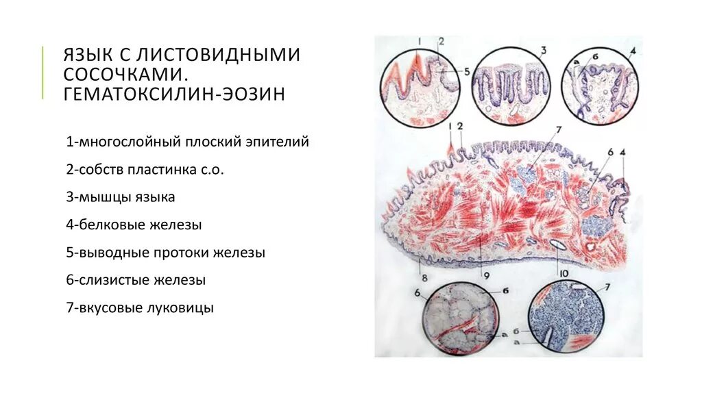 Препараты по гистологии тест