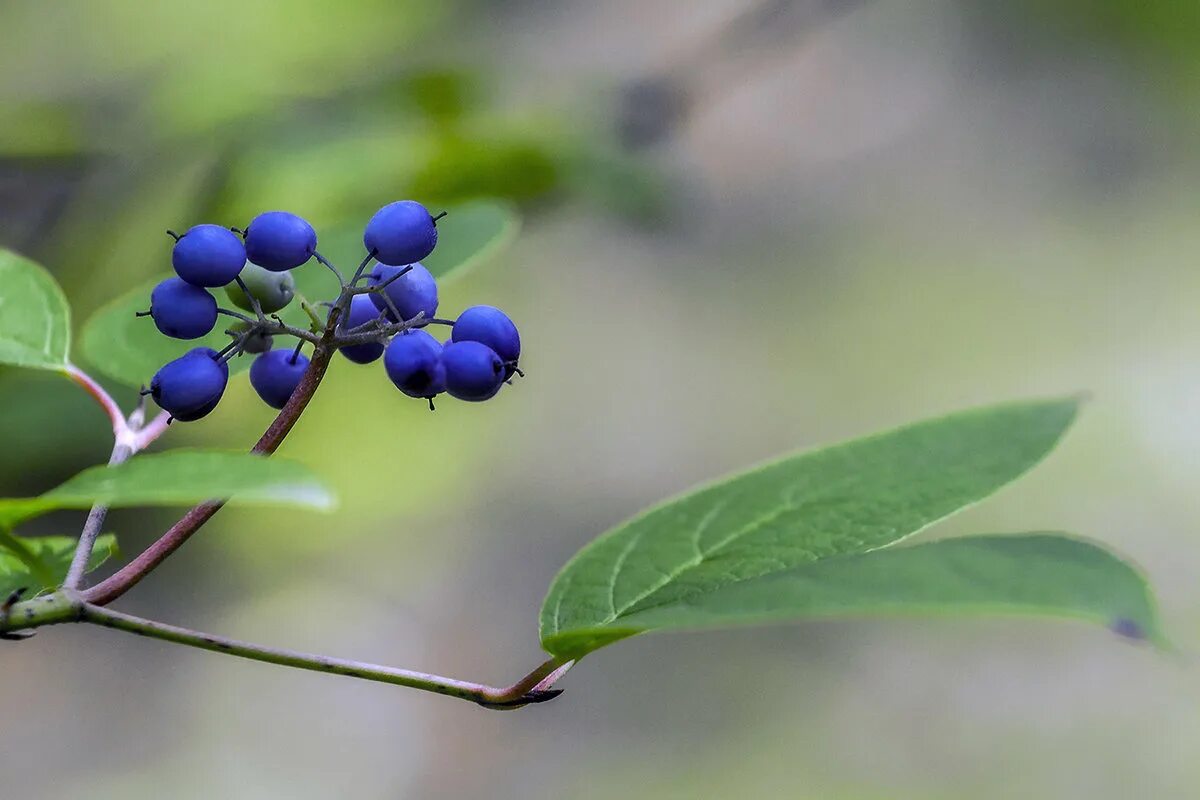 волчья ягода красная. волчьи ягоды. волчья ягода (бирючина). волчьи ягоды цвет. волчье лыко.