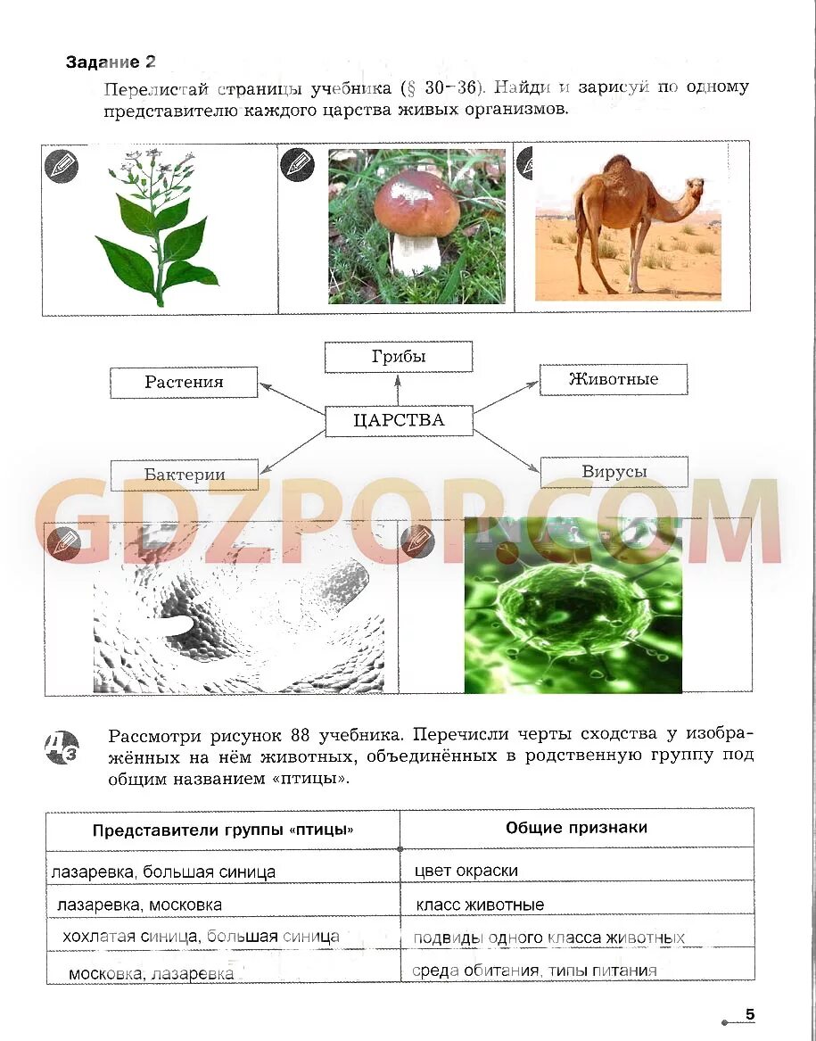 Гдз по биологии 5-6 класс рабочая тетрадь Сухова. Биология 5 кл Сухова стр 99 рис 88 царство бактерии. Рассмотрим рисунок 87 перечисли черты сходства у изображенных. Царство бактерий Сухова Строганов презентация. Впрочем по биологии 5 класс с ответами