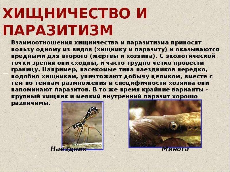 Хищничество определение и примеры Привести примеры хищничество паразитизм и конкуренция 32/48