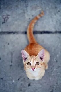 Кошка вид сверху