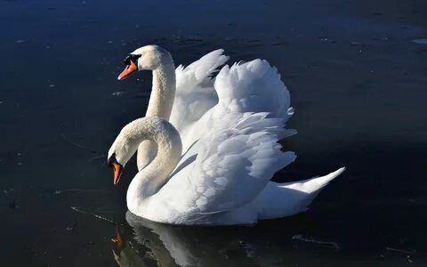 Прекрасный белый лебедь