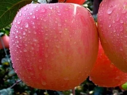 Сорт яблони розовая