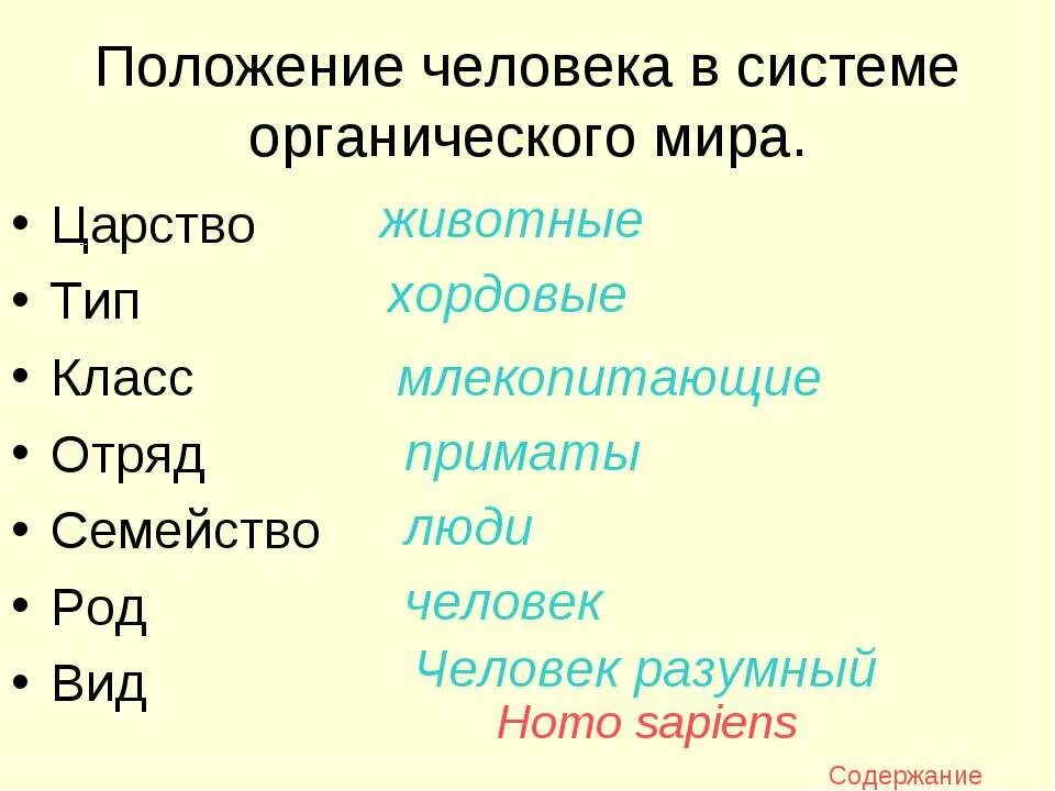 Человек тип класс отряд. Положение человека в системе органического мира. царство тип класс отряд вид. положение человека в системе животного мира. система положения человека.