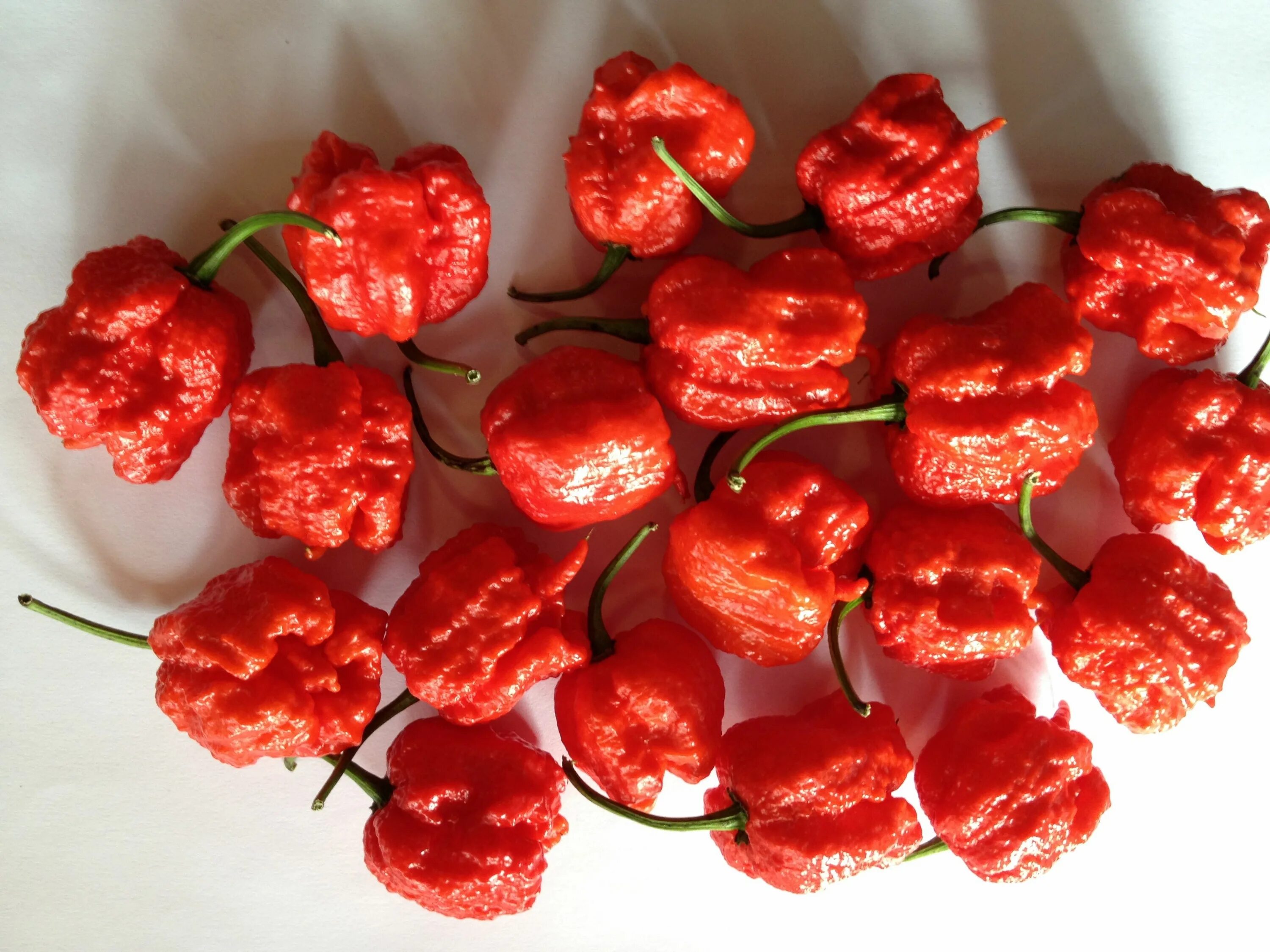 Самое острое блюдо в мире. Острые блюда. Перец carolina reaper. Острая еда в мире. Dorset naga перец.
