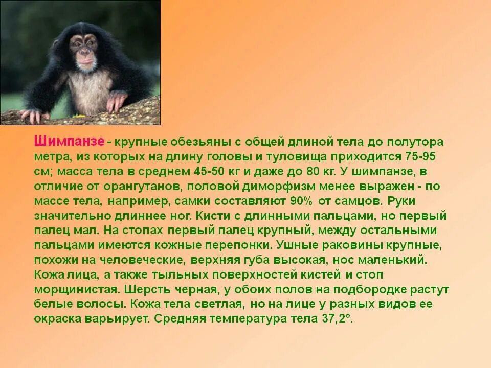 Энциклопедия статья об обезьянах 3 класс. Рассказ про обезьяну. Доклад про обезьян. Шимпанзе описание. Обезьяна для презентации.