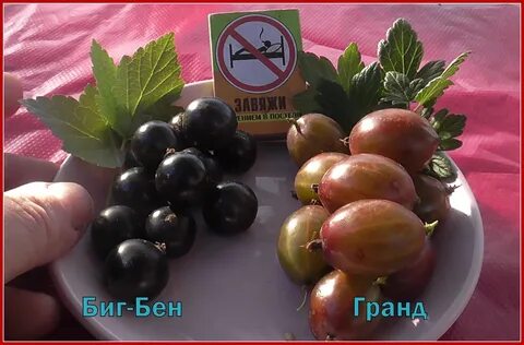 Смородина биг бен отзывы