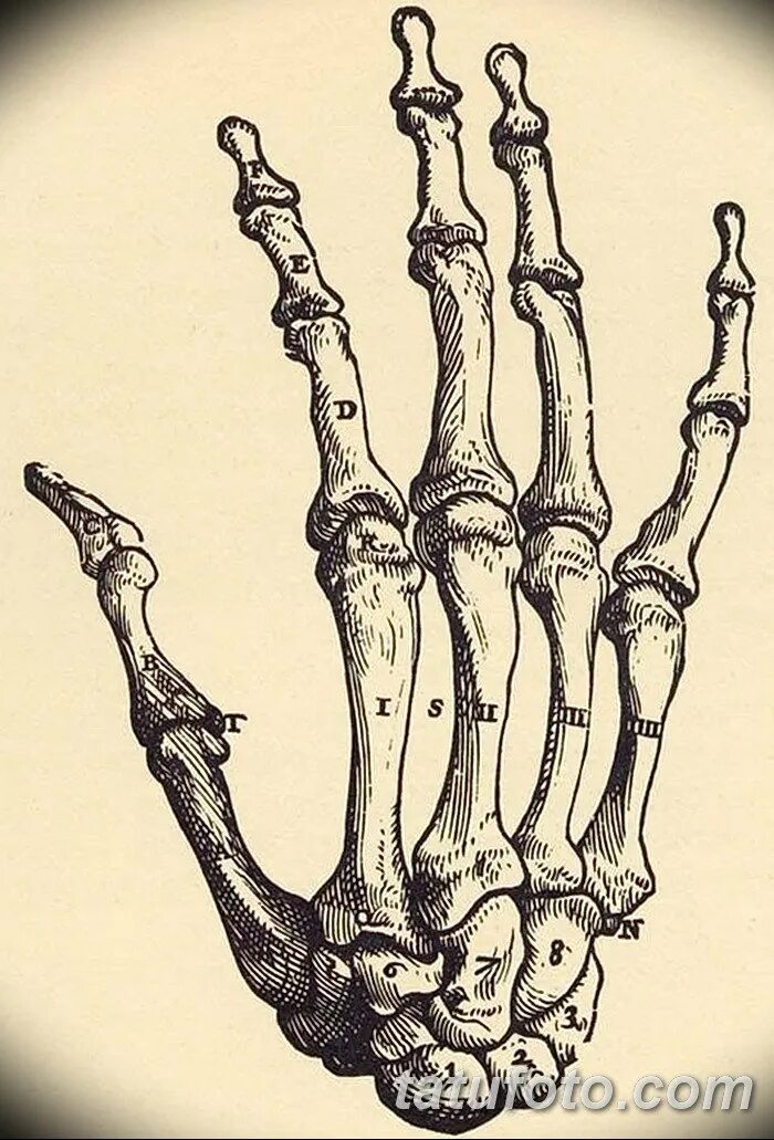 Скелет руки человека референс. Кисть руки кости референс. Кости кисти референс. Кисть скелета референс. Скелет запястья человека