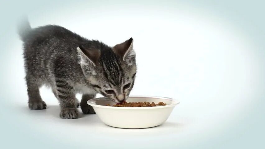 Том когда кушает. Котенок кушает. котенок ест из миски. котёнок завтракает. серый кот кушает.
