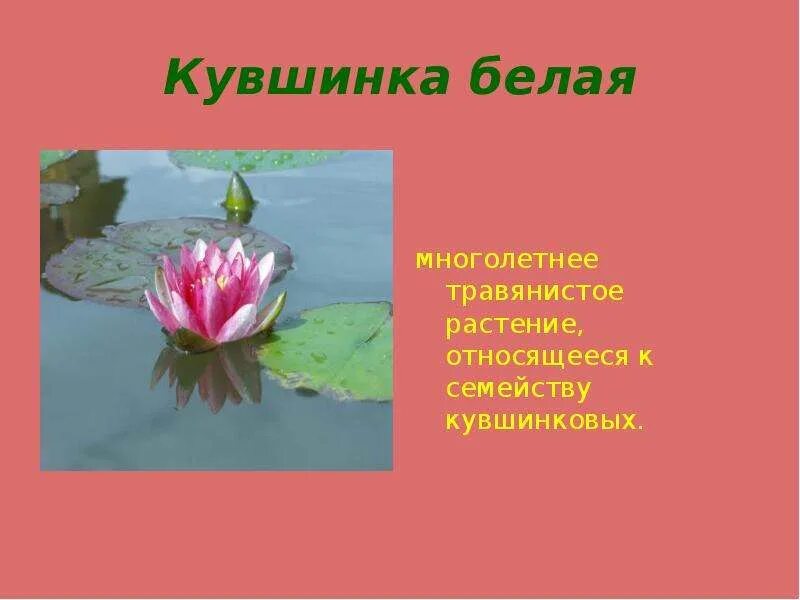 К какой группе относится кувшинка. Кувшинка является водорослей. кувшинка относится к водорослям. растение кувшинка относятся к водорослям.