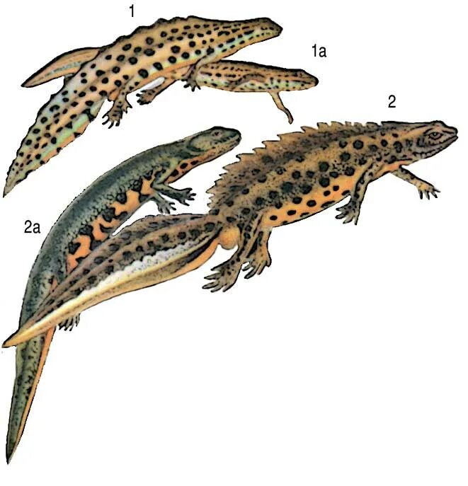 малоазиатский тритон (triturus vittatus). иглистый тритон самец и самка. гребенчатый тритон самец и самка. тритоны самки и самцы. тритоны самки и самцы.