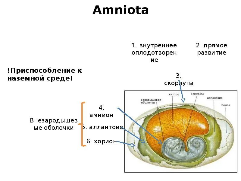 Оболочки анамний. Оболочки анамний