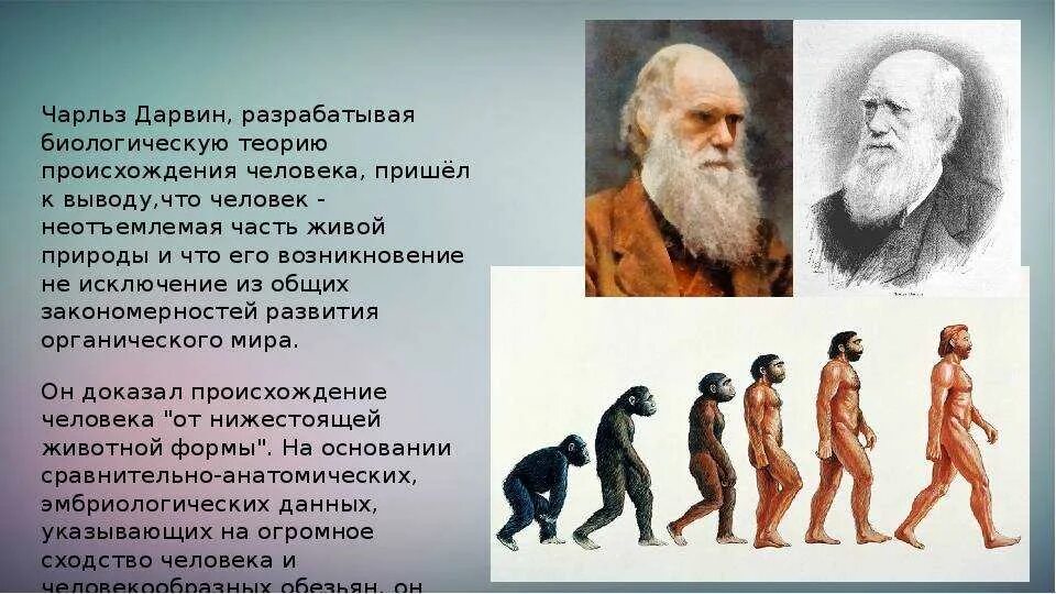 Эволюционная теория Чарльза Дарвина. Эволюция человека Дарвина.