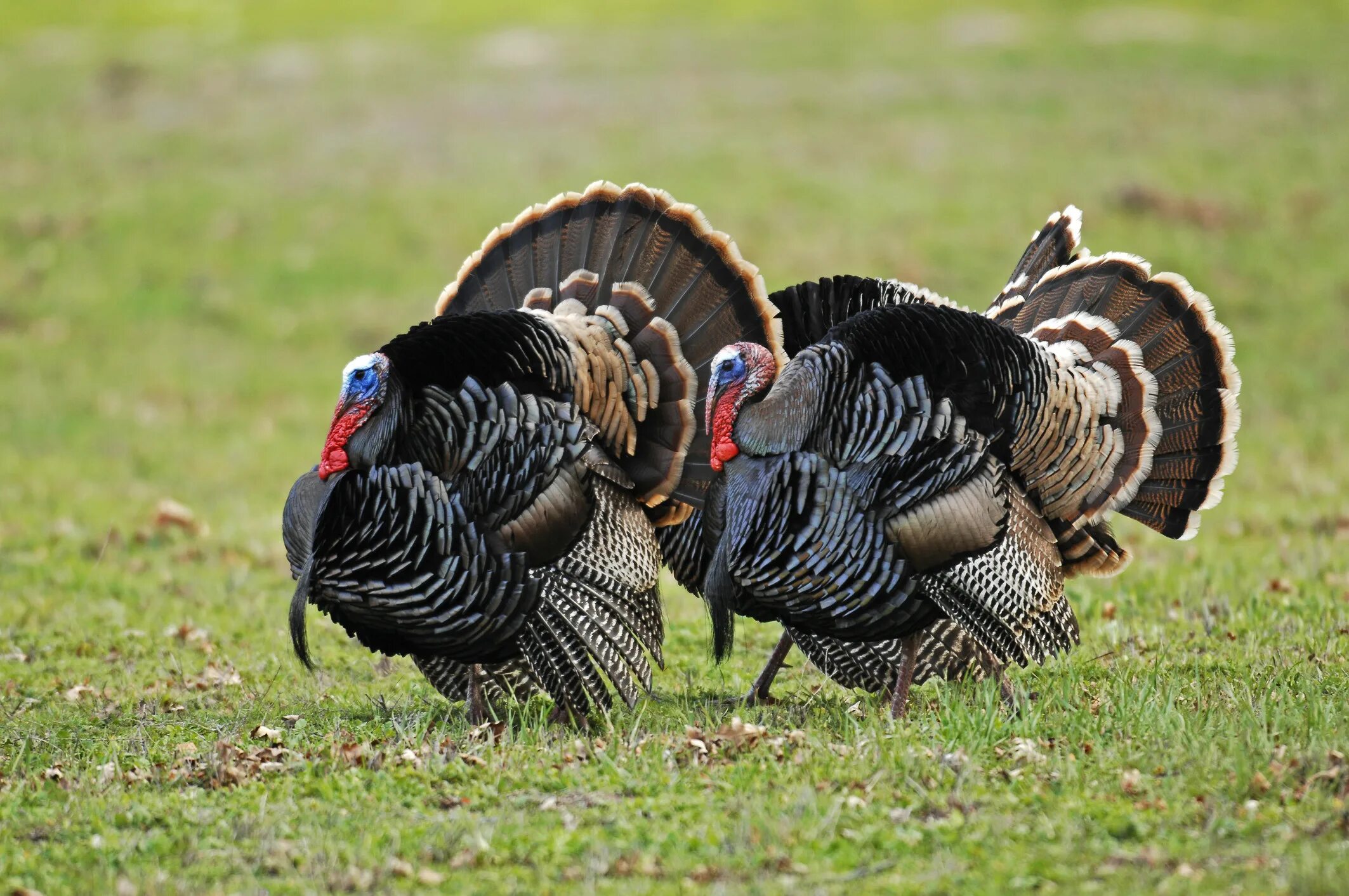 Домашняя птица индейка. Индейка обыкновенная meleagris gallopavo. Wild Turkey индюк. Индюк семейство фазановые. Североамериканская Дикая индейка.