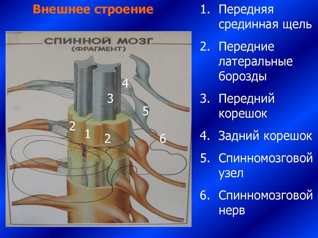 Передняя трещина. Строение спинного мозга. Передняя срединная щель спинного мозга. Передние и задние латеральные борозды спинного мозга. Строение спинного мозга анатомия.