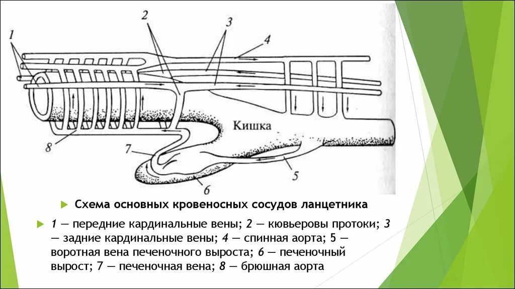 Схема кровеносной системы ланцетника. Кровеносная схема ланцетника. Кровеносная система круглоротых схема. Кровеносная система ланцетника рисунок. Кровообращение ланцетника