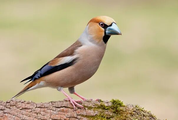 Cassin's finch. Чиж сибирский. Щегол (лат. Чиж птица. Птица из вьюрковых 7 букв на а.