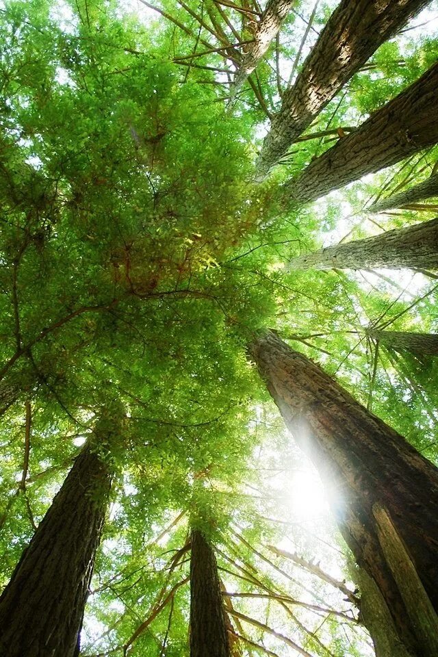 Phone tree
