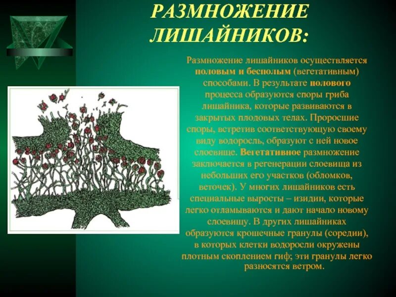 Размножение лишайников. Особенности размножения лишайников. Способы размножения лишайников. Размножение лишайников спорами. Споры лишайника