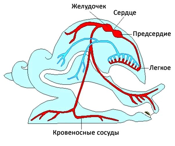 Животные имеющие незамкнутую кровеносную систему