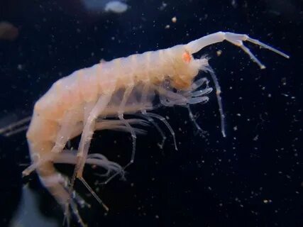 Название рачка который фильтрует воду в байкале