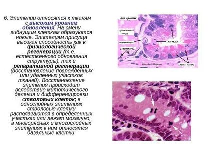 Регенерация клеток тканей