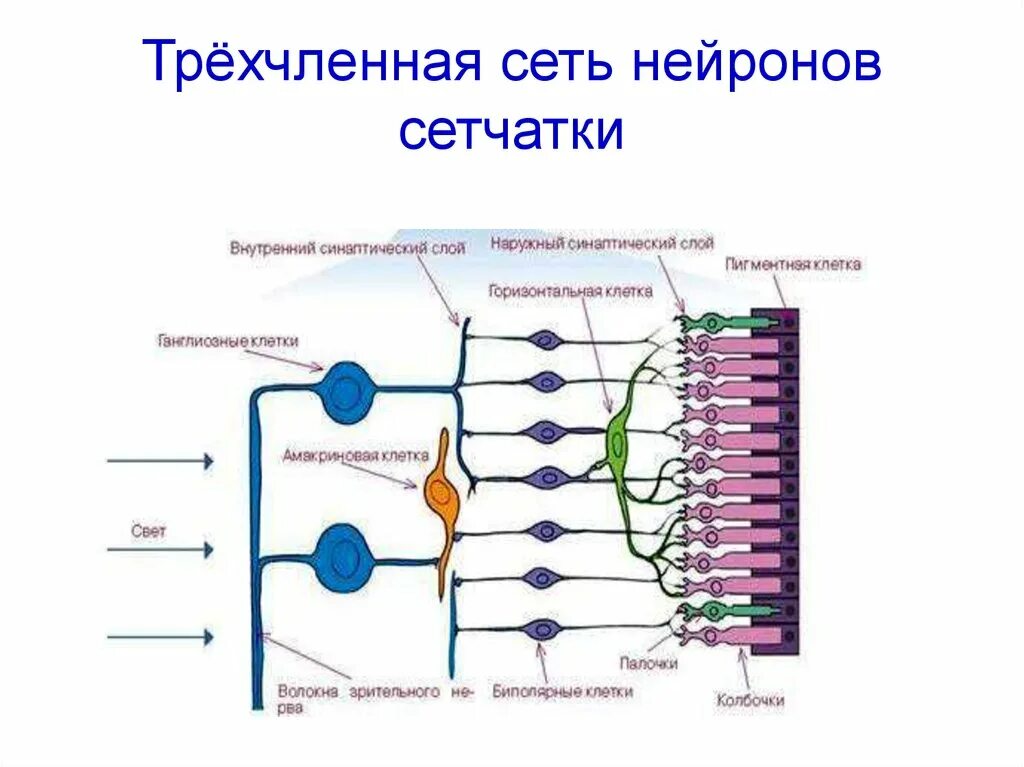 Включает несколько слоев нейронов. Строение глаза сетчатка Нейроны. Схема нейронного состава сетчатки глаза. Схема нейронного строения сетчатки. Нервные клетки сетчатки.