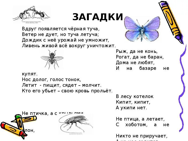 Загадки. Загадки про насекомых для детей. Загадки с ответами. Загадки для 2 класса. 5 загадок по биологии