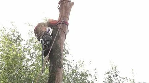 Как спилить высокое дерево частями