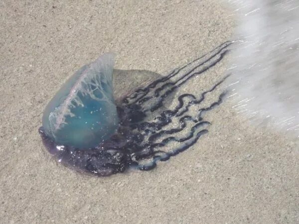 Португальский кораблик на кубе. Физалия медуза. Португальский кораблик медуза на кубе. Кораблики на кубе. Physalia physalis.