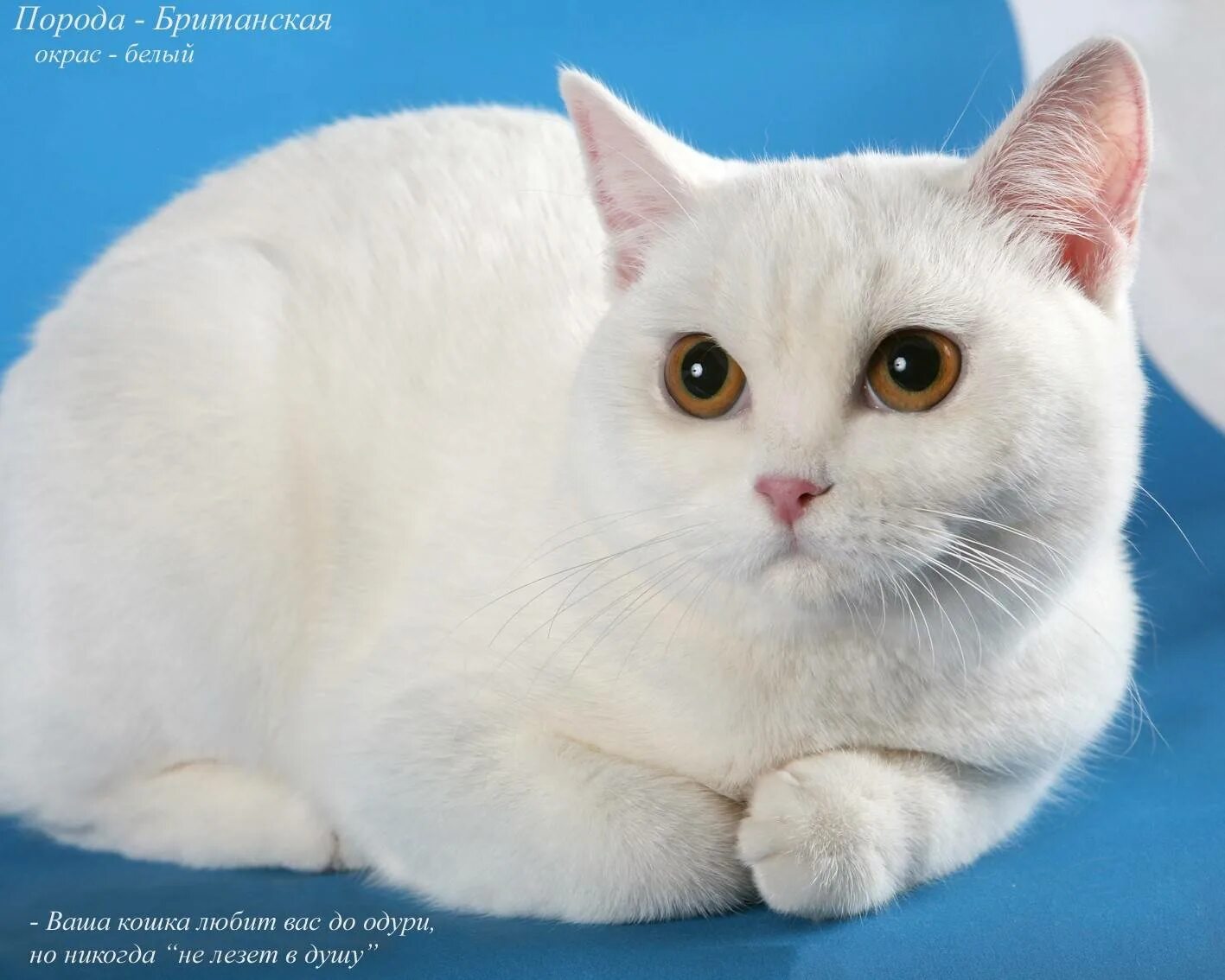 Найти породу кошки. Британка белая порода кошек. Британская гладкошерстная кошка белая. Чисто белая Британская кошка гладкошерстная. Британец альбинос.
