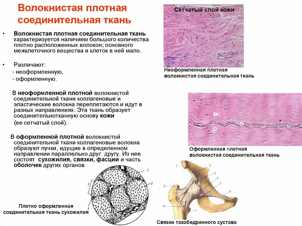 Функции плотной волокнистой соединительной. Строение плотной оформленной волокнистой соединительной ткани. плотная волокнистая соединительная ткань гистология строение. плотная волокнистая оформленная соединительная ткань функции. плотная волокнистая неоформленная соединительная ткань строение.