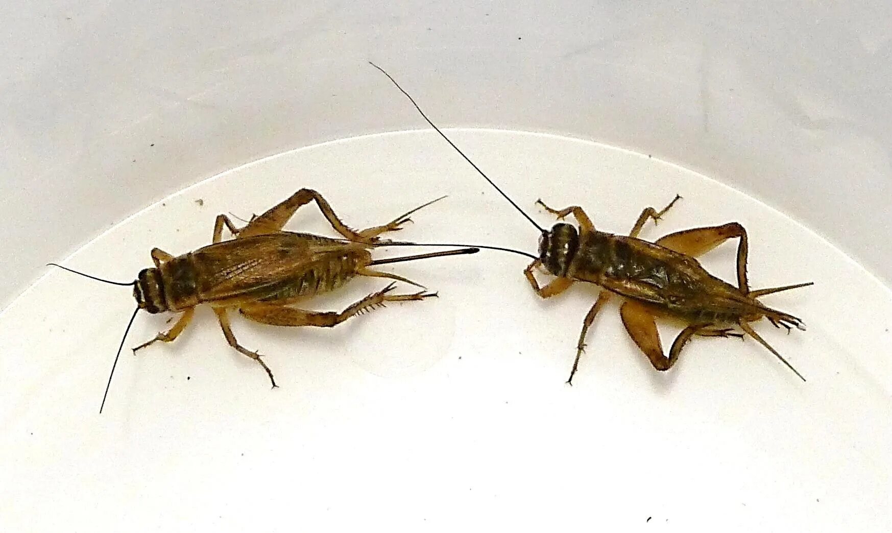 Сверчок домовый самка. Acheta domesticus домовый сверчок. Сверчок Домовой, банановый. Сверчок домовый спаривание.