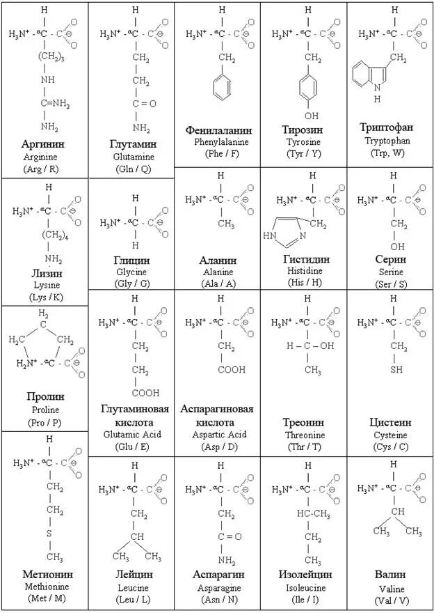 10 формул аминокислот. 20 Протеиногенных аминокислот таблица. Формулы 20 аминокислот таблица. Формулы 20 протеиногенных аминокислот. Аминокислоты таблица формулы 20 биохимия.