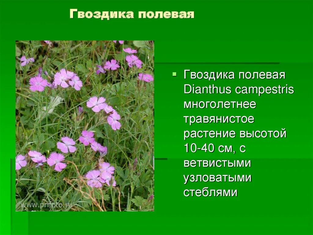 Гвоздика иглолистная
