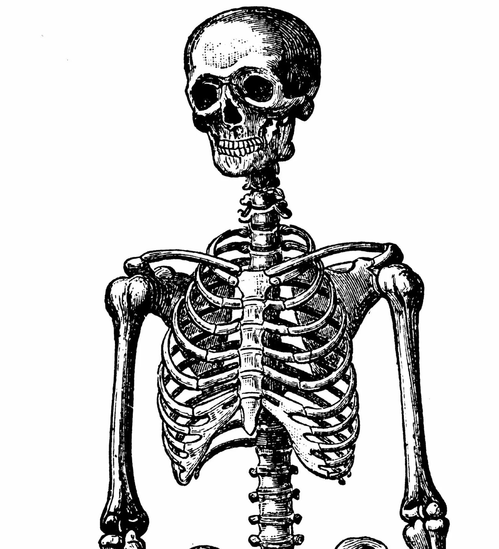 Облегченный скелет. Скелет. Скелет человека. Скелет иллюстрация.
