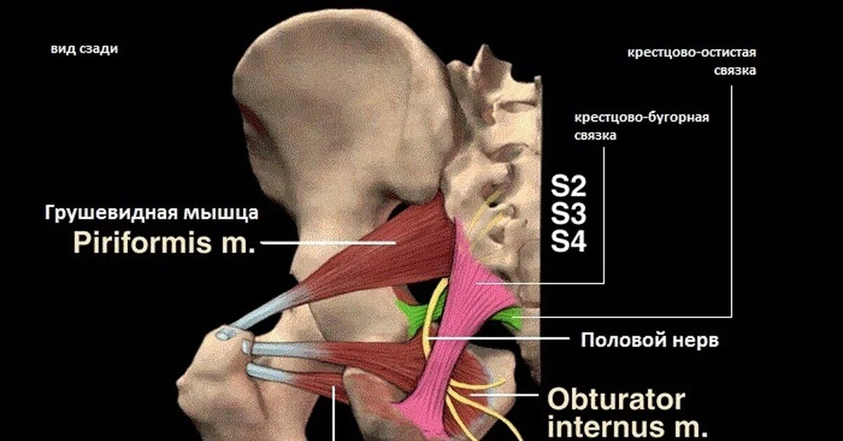 Блокады половые. Половой нерв анатомия. Бедренно-половой нерв нейропатия. Невралгия бедренно-полового нерва. Половой нерв анатомия у мужчин.