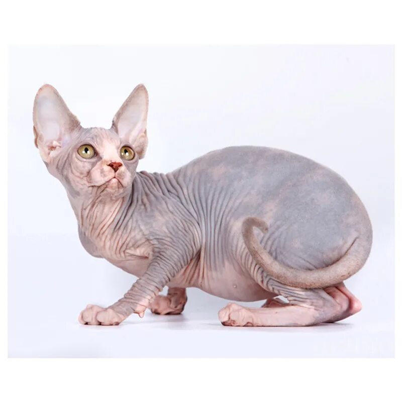 донской сфинкс. разновидности сфинксов фото. сфинкс (порода кошек). сфинкс кокер. канадский сфинкс шерстяной.