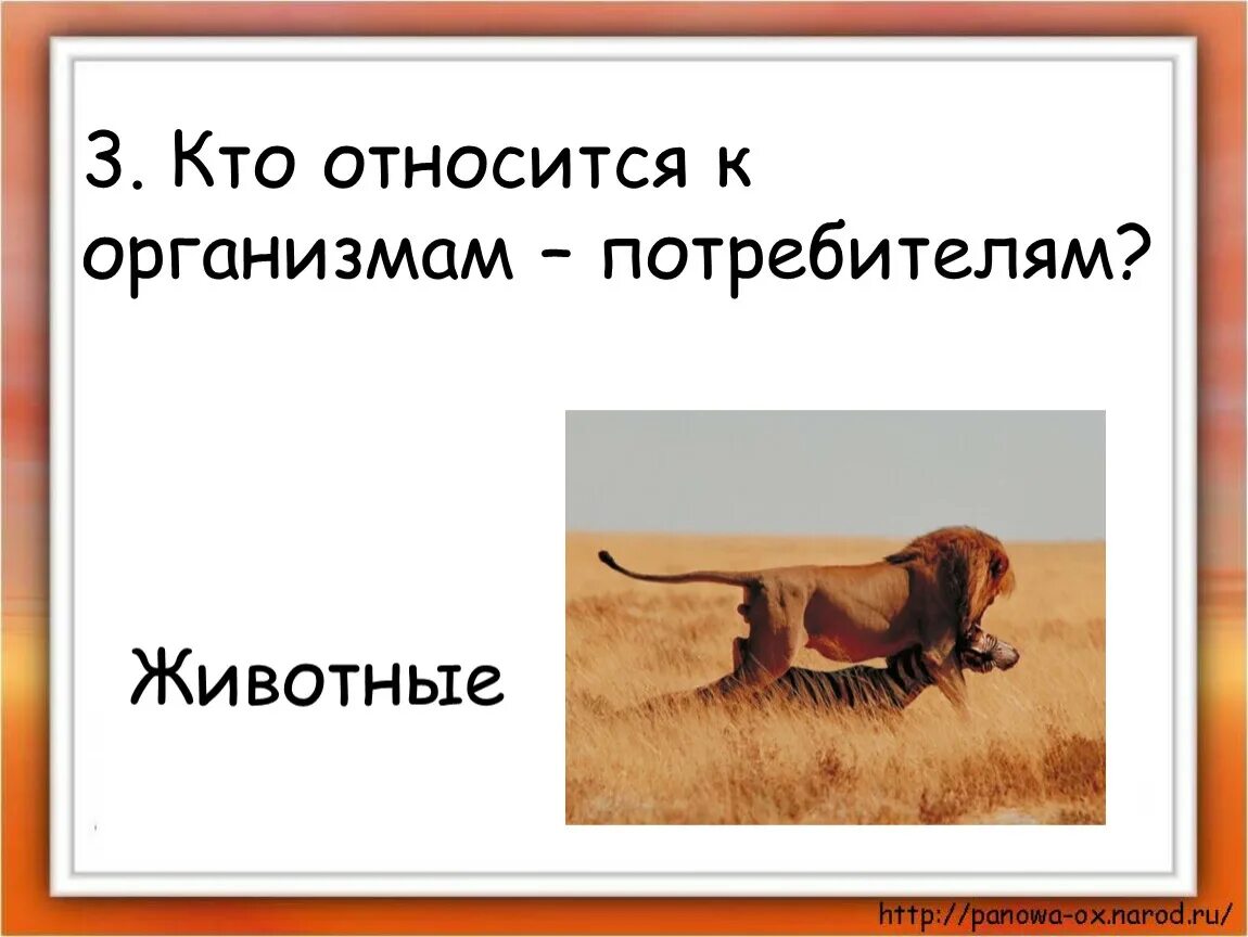 Великий круговорот жизни. Кто относится к организмам потребителям. Организмы потребители. Организмы потребители животные.