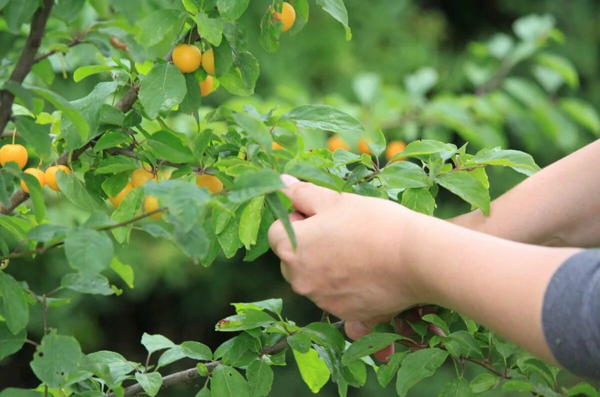 Lets plant. Листья алычи фото. Болезни алычи. Заболевания алычи фото.