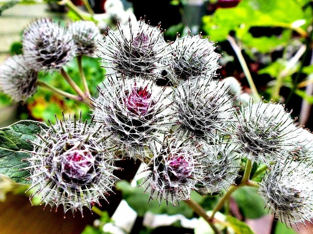 можжевельник, репейник,. лопух большой репейник. растение лопух целебные. лопух большой репейник. можно ли репейник.